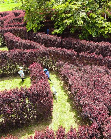 laberinto-mil-caminos-10 - Alquiler de Fincas en el Quindio, Hoteles en el Eje Cafetero