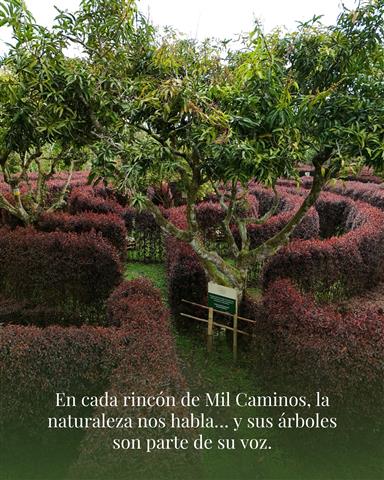 laberinto-mil-caminos-15 - Alquiler de Fincas en el Quindio, Hoteles en el Eje Cafetero