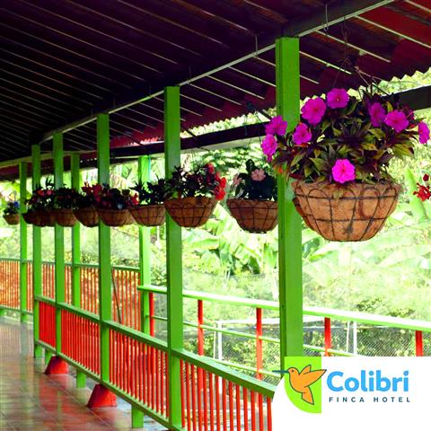 finca-hotel-colibri-6 - Alquiler de Fincas en el Quindio, Hoteles en el Eje Cafetero
